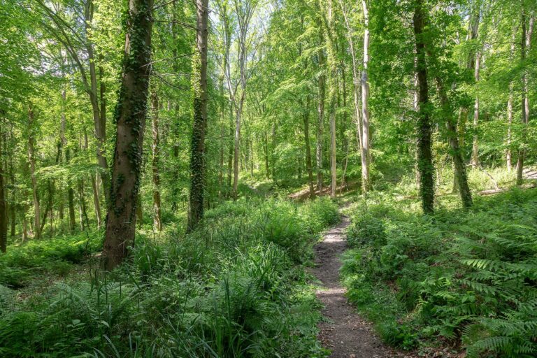 Woodland walk