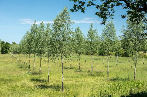 Cricket Bat Willows