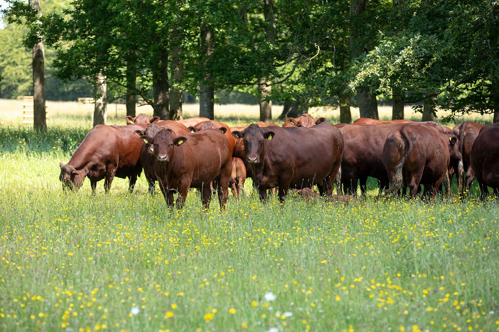 Cattle in parkland